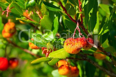 Erdbeerbaum - arbutus 15