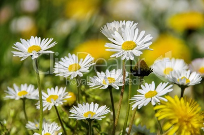 Gänseblümchen - daisy 08