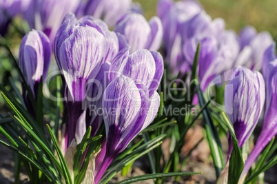 Krokus King of the Striped - Crocus King of the Striped 03