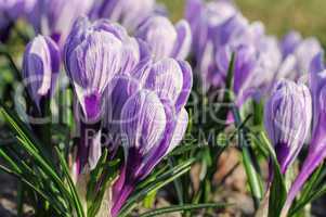 Krokus King of the Striped - Crocus King of the Striped 03