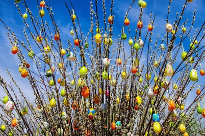 Osterstrauch Weide - easter shrub willow 01