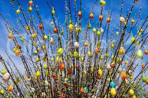 Osterstrauch Weide - easter shrub willow 01