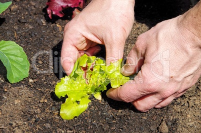 Salat pflanzen - planting leaf lettuce 01