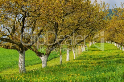 Wachau Marillenbaeume - Wachau apricot trees 05