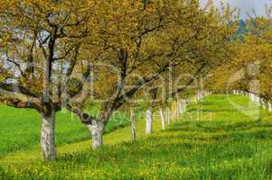 Wachau Marillenbaeume - Wachau apricot trees 05