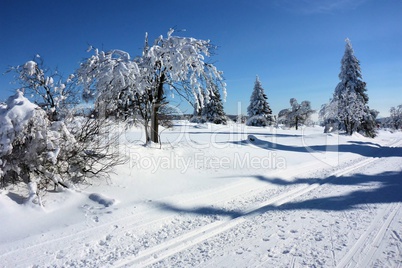 Winterwald - forest in winter 01