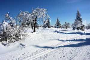 Winterwald - forest in winter 01