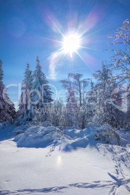 Winterwald mit Sonne - forest in winter ans sun 02
