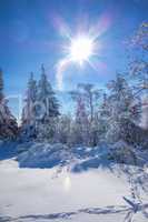 Winterwald mit Sonne - forest in winter ans sun 02