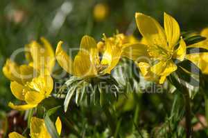 Winter aconite