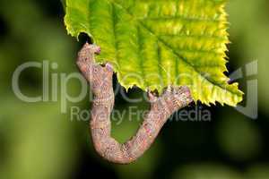 Worm / Caterpillar