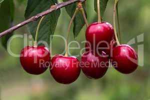 Cherry