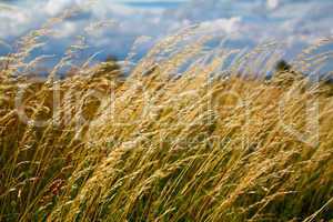 Grass in the wind