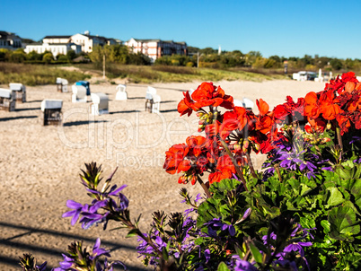 Blumen am Strand von Ahlbeck