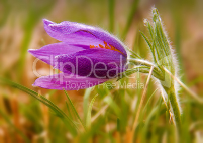 Purple pasque flowers