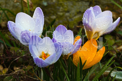 Crocuses