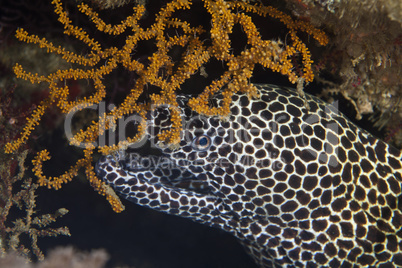 A Laced moray hiding behind a soft coral