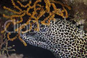 A Laced moray hiding behind a soft coral