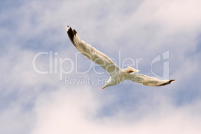 Flying Seagull