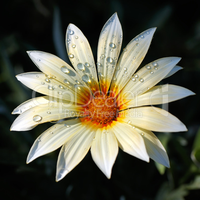 fresh blooming daisy in drops