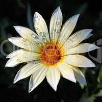 fresh blooming daisy in drops