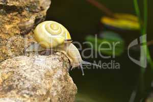 Snail