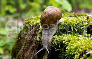 Snail