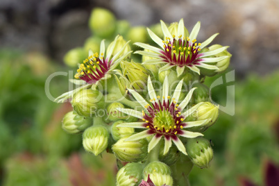 Sempervivum-Blume