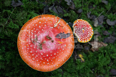 Amanita