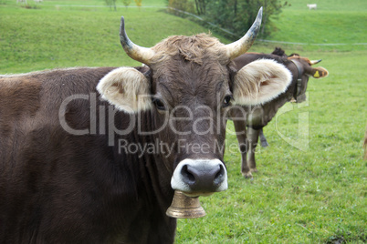 Picture of a brown cow on pasture