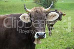 Picture of a brown cow on pasture