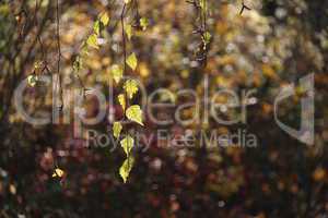 Birch foliage