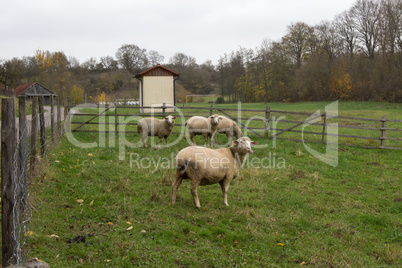 Sheep is located in grass