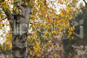 Birch foliage