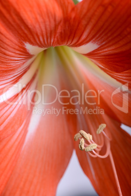 beautiful red gladiolus, close up