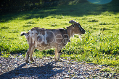 Lonely Goat