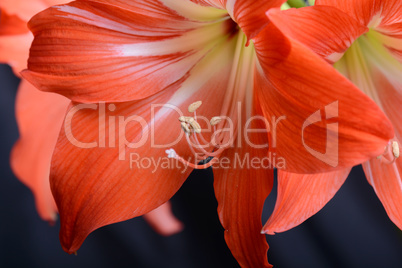 beautiful pink gladiolus, close up