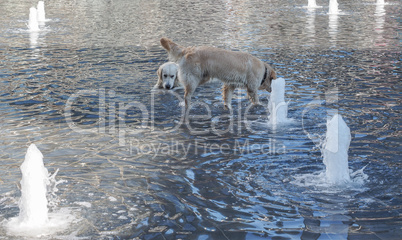 Dogs in water