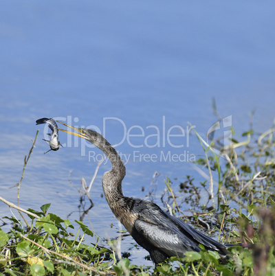 Anhinga Downing A Fish