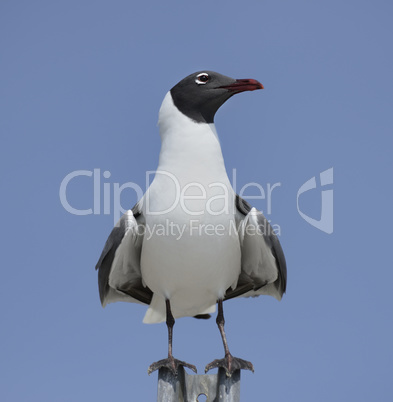 Franklin's Gull