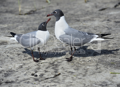 Franklin's Gulls