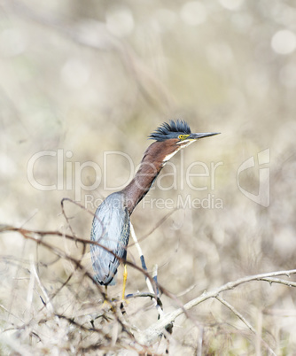 Green Heron