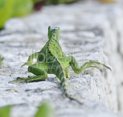 Green Iguana