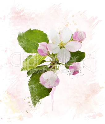 Apple Tree Blossom.Watercolor
