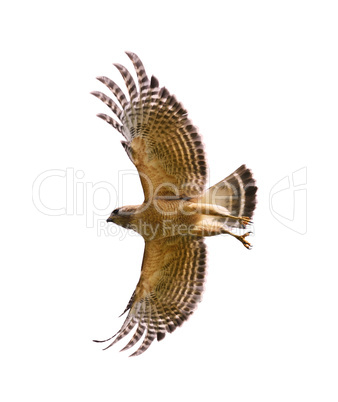 Red Shouldered Hawk