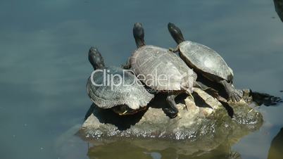 Drei Schildkröten beim Sonnenbaden