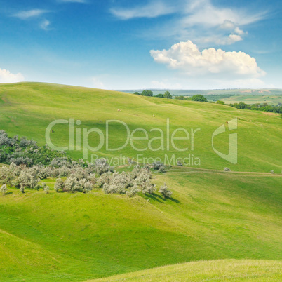 green field and blue sky with light clouds