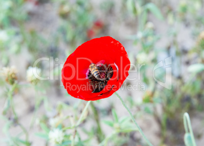 Wild poppy flower .