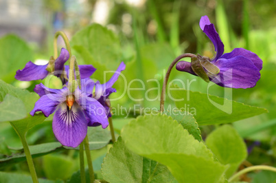 Fragrant spring Violets