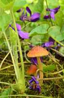 Violet flowers and small Esculentus mushrooms